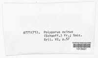 Polyporus ovinus image